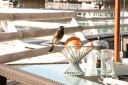 HoneyMoon 180.jpg